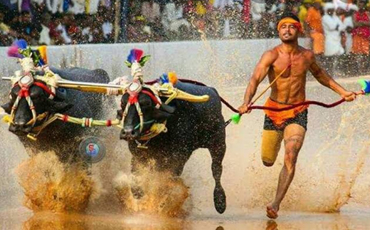 Kambala